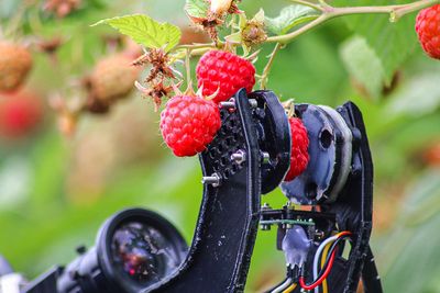  For å plukke et bringebær må roboten først identifisere det på busken. Så må plukkearmen posisjoners korrekt slik at fingrene kan gripe forsiktig om bæret.