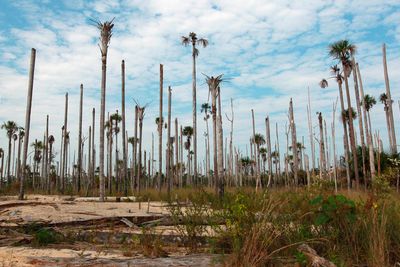 Illegale gullgruver bidrar til å avskoge deler av Amazonas, som her ved Puerto Luz. Minst 18000 hektar skog er forvandlet til ørken i området. De illegale gullgruvene pekes på som en hovedårsak, ved siden av landbruk.