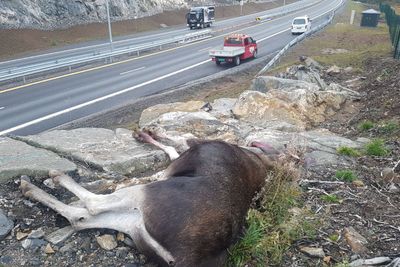 Fem elger har blitt avlivet etter at de har forvillet seg inn i veitraseen til den nye E18-motorveien hvor bilene suser forbi i 110 kilometer i timen. En kollisjon kunne fort blitt fatal for flere enn elgen.