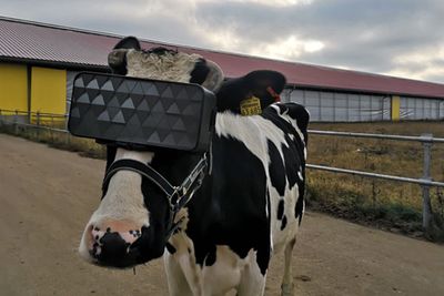 Tilsynelatende prøver denne kua spesiallagde VR-briller for å se om det kan produsere mer melk.