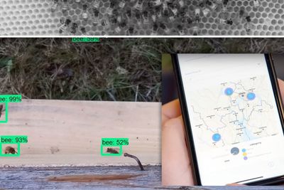 Kameraer identifiserer bier som danser, og ved hjelp av kunstig intelligens klarer et analyseverktøy å tolke bienes «språk».