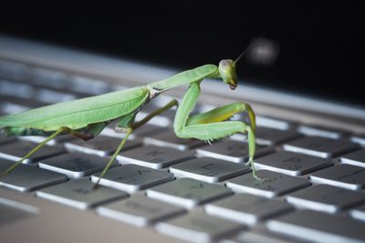 Insekter som metafor for programvarefeil ble angivelig innført av datapioneren Grace Hopper etter at noen møll hadde skapt problemer for en elektromekanisk datamaskin hun brukte i 1946. 