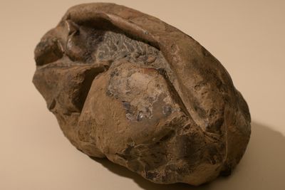 En gruppe chilenske forskere fant det 28 centimeter lange fossilet i 2011. Det fikk tilnavnet «The Thing» etter science fiction-filmen med samme navn fra 1982, og i mange år var det ingen som skjønte hva det var.