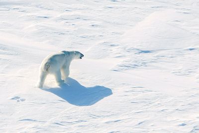 En isbjørn lusker på isen på rundt 82 grader nord, ikke langt unna det norske forskningsskipet Lance, i 2015. Bildet er tatt fra helikopter.