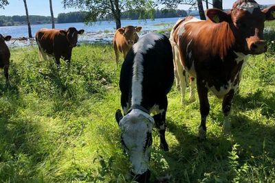 Naturreservatet i Åkersvika blitt utvidet og nytt sommerbeite for økologiske ammekyr etablert.