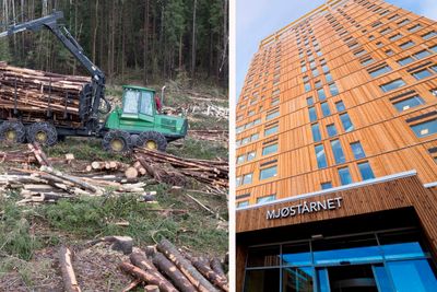 Bruken av massivtre er unødvendig høy i Norge, mener Max Vittrup Jensen. Skogen bruker 60 til 120 år på å reetablere seg etter flatehogst. 