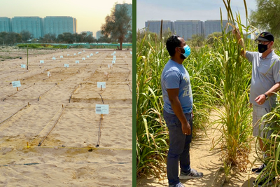 Etter fem måneder: Utenfor Dubai har Desert Control dyrket vannmelon, squash (zucchini) og perlehirse i ørkenen. Resultatet var 20-50 prosent vannbesparelse og økt avlingsutbytte fra 17-62 prosent for dette prosjektet. 