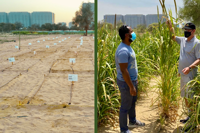 Etter fem måneder: Utenfor Dubai har Desert Control dyrket vannmelon, squash (zucchini) og perlehirse i ørkenen. Resultatet var 20-50 prosent vannbesparelse og økt avlingsutbytte fra 17-62 prosent for dette prosjektet.