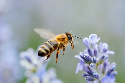 Honey bee pollinates lavender flowers. Plant decay with insects., sunny lavender. Lavender flowers i ...
