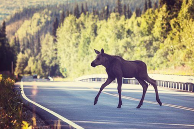 I Norge er hjort og elg blant de farligste dyrene en trafikant kan kjøre på. Gründerne i IMSA Knowledge Company håper deres varslingssystem kan gi en kraftig reduksjon av de om lag 2000 årlige påkjørslene.