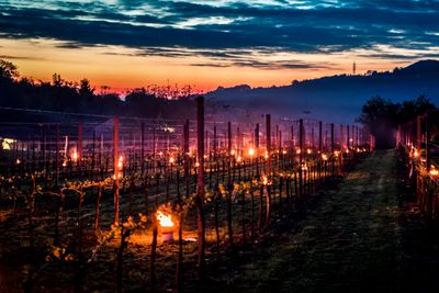 I Østerrike brukes parafinlamper til å varme opp vinmarkene for å unngå frostskader. En ny teknologisk løsning gjør det lettere å forutse nattefrost.  