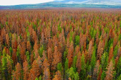 Trærne som skulle være friske og grønne, er rødbrune og på vei til å dø etter angrep av barkbiller i British Colombia, Canada.