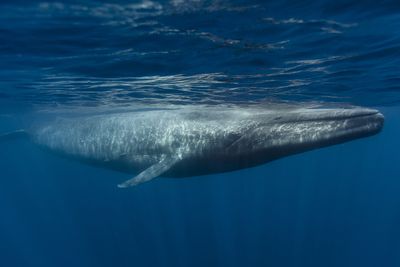 Blåhvaler er verdens største dyr. I dag regner forskere med at det bare finnes mellom 5000 og 15.000 voksne individer igjen. Dette er bare noen få prosent av bestanden som fantes før den omfattende jakten i forrige århundre. 