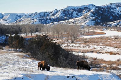 North Dakota i USA har mye fjell og store områder med spredt befolkning, der det er dyrt å bygge bredbånd. Her bilde av bisoner som gresser i Theodore Roosevelt National Park.