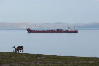 Bygging av en ny kraftlinje til Hammerfest kan påvirke reindriftsnæringa negativt, advarer NVE. Illustrasjonsbilde av reinsdyr som beiter ved Honningsvåg. 