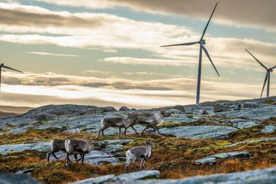 Storheia vindpark på Fosen.