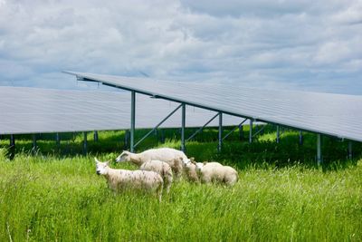 Energeia vil kombinere landbruk og solceller. De ser ikke mørkt på å bli koblet fra kraftnettet når Statnett har behov for det.