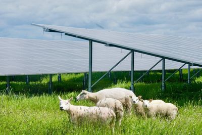 Energeia ønsker å få til solenergi i kombinasjon med beitedrift. Her fra Energeias anlegg i Nederland.