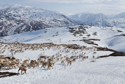 Flytting av rein mellom årstidsbeitene i Jillen Njaarke.