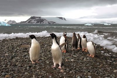Pingviner ved Bahia Almirantazgo i Antarktis. Krympende sjøis og temperaturhopp kan få store konsekvenser for dyreartene som lever lengst sør på kloden. 