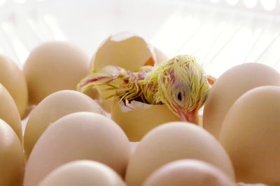 Allerede før egget klekkes produserer kyllingen 3 watt varme. Denne varmen utnytter Norsk Kylling til de nyklekkedes beste i form av energigjenvinning til ventilasjonsanlegget i produksjonslokalene. 