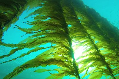 Seaweed Energy Solutions sin patentert metode gjør at taren vokser tettere på flakene og er enklere å høste enn viltvoksende tare.