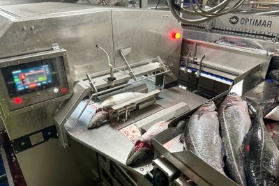 Fiskebåten «Veidar» fra Godøy utenfor Ålesund tester ut sløye- og kappemaskinen «Folla» fra gründerbedriften Havfront. Maskinen er så langt brukt på landbaserte fiskemottak. Ifølge fabrikksjefen om bord fungerer den godt også med svingningene som er på en båt.