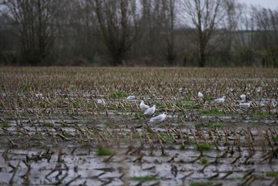 Fugler leter etter mat på en åker der en avling nettopp er høstet i Vest-Flandern, Belgia, onsdag 21. februar 2024.