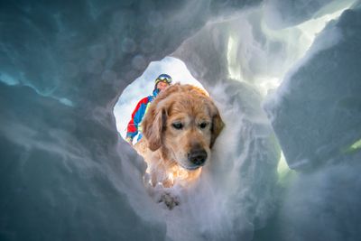 En lavinehund fra Norske Redningshunder graver i et snøskred på Finse under en øvelse. Foto: Heiko Junge / NTB