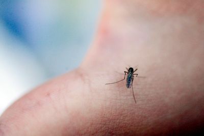 Personer med nedsatt immunforsvar kan bli alvorlig syke dersom de blir stukket av myggen. For ordens skyld: Myggen på bildet er ikke av typen Culex modestus.