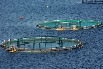 Trafikklyssystemet for havbruk fører til brudd på naturmangfoldlovens mål for villaksbestanden, heter det i en rapport fra en regjeringsnedsatt arbeidsgruppe.