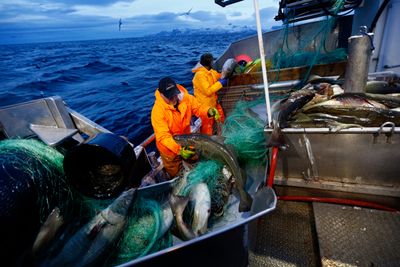 Siden brexit har forholdet mellom EU og Norge når det gjelder fisk, blitt stadig dårligere.