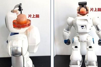 Roboten til de kinesiske forskerne kan utføre enkle oppgaver ved hjelp en hybridbrikke bestående av biologisk vev og elektronikk. Det er dog ikke ekte hjerneceller som er avbildet her.