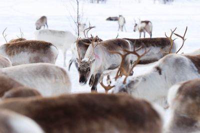 Reindriftsnæringen er arealkrevende. Ordfører Anders S. Buljo (Flyttsamelista) sier at alle former for naturinngrep forstyrrer eller ødelegger. På det grunnlag sier kommunen nei til gruvedrift.