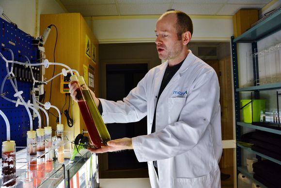 Seniorbiolog Svein Atle Uldahl viser fram prøvene som brukes til tester. Målet er å optimalisere produksjonen av alger.