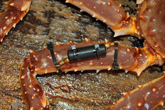 TIL KRABBER:  Sensorene har også blitt brukt til å måle bevegelser til krabber.