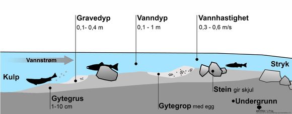 Fiskeformering: Typisk gyteplass for laks og sjøørret sett i lengdeprofil. ⇥Ill.: Sintef