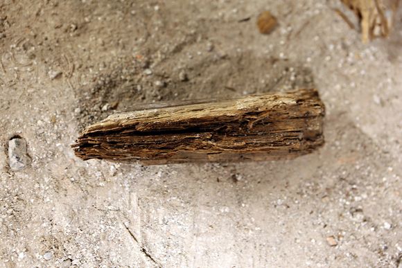 Smuldrer: ;Dette treverket fra de gamle treflåtene er råtne og angrepet av snutebiller.