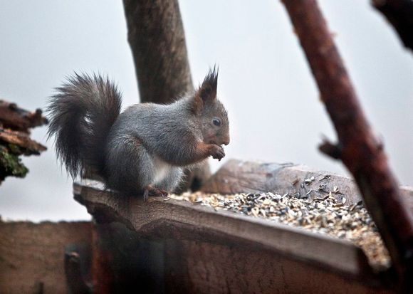 FROKOST: Et uredd ekorn tar seg tid til en lengre frokost på Granhytta. FOTO: Håkon Jacobsen