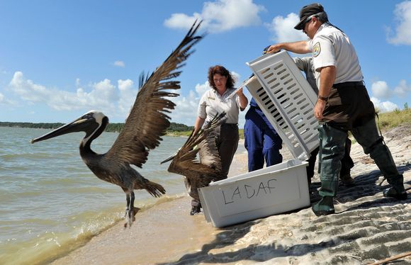 REDDET: Mange sjøfugl som var tilgriset av olje ble fanget og vasket før de ble sluppet ut igjen.