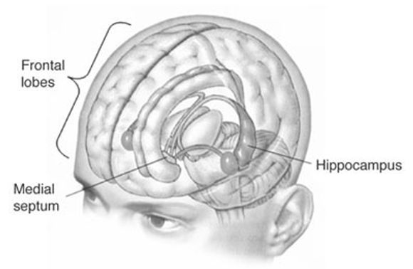 Hippocampus er svært sentral for hukommelsen vår. (FOTO: Wikimedia Commons)