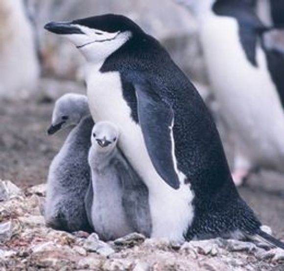 Pingvinene på Bouvetøya vil neppe ha noe å innvende mot Norids planlagte bruk av toppdomenet... <i>Bilde: National Oceanic and Atmospheric Administration/Wikimedia Commons</i>