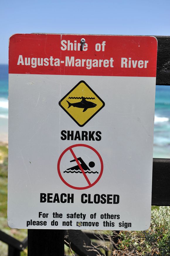 Senest i slutten av november ble en mann drept av hai i et surfeområde i Australia. <i>Bilde: News Ltd/Newspix/REX/All Over Pr</i>