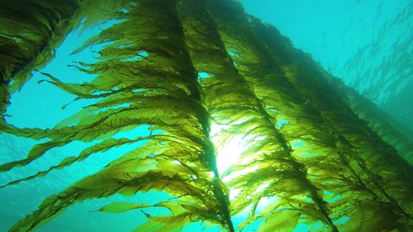 Suger til seg sollys: SES&#039; patentert metode gjør at taren vokser tettere på flakene og er enklere å høste enn viltvoksende tare. <i>Foto: Seaweed Energy Solutions</i>