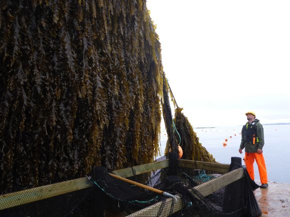 Vokser i turbofart: Taren som ble satt ut i januar var på en centimeter. På fire måneder vokser den til å bli halvannen til to meter, og vokser med større hastighet enn både regnskog og sukkerroer, ifølge Kaia Kjølbo Rød i Seaweed Energy Solutions. <i>Foto: Seaweed Energy Solutions</i>