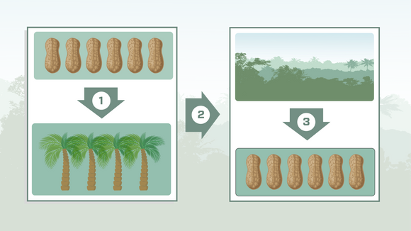 Indirekte arealbruksendringer (ILUC): 1. En bonde produserer, la oss si peanøtter, på et jordbruksareal. 2. En biodrivstoffprodusent overtar peanøtt-bondens arealer og starter i stedet å dyrke, la oss si palmer til palmeoljeproduksjon. 3. Peanøttbonden hugger regnskog eller tar i bruk et drenert myrområde som binder store mengder CO2, for å dyrke peanøtter her i stedet. Dette CO2-utslippet er indirekte arealbruksendringer (ILUC). <i>Illustrasjon: Erlend Tangeraas Lygre</i>