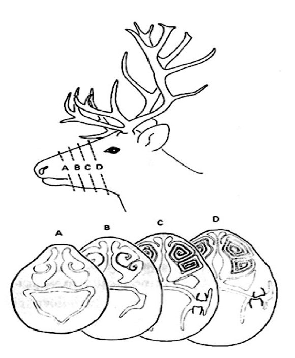 Snitt: Illustrasjonen viser en reinsdyrnese som har blitt delt opp i skiver og viser at nesen innvendig ligner på en konkylie. <i>Foto: Gemini.no</i>