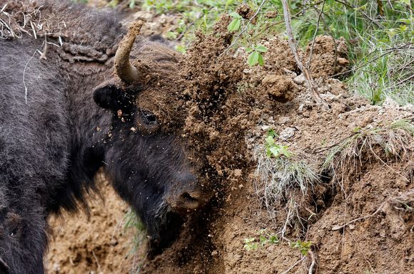 En europeisk bison gnir hodet sitt mot sanden i et fjellområde i Romania. Bisonen var tidligere utryddet i Europa, men er nå kommet tilbake. <i>Foto:  BOGDAN CRISTEL/NTB Scanpix</i>