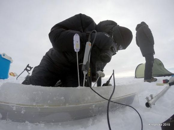 Her er biolog Stine Højlund Pedersen i ferd med å måle temperaturen i havisen i forbindelse med feltstudien i april og mai 2017 i Nordøst-Grønland. (Foto: Kasper Hancke)
