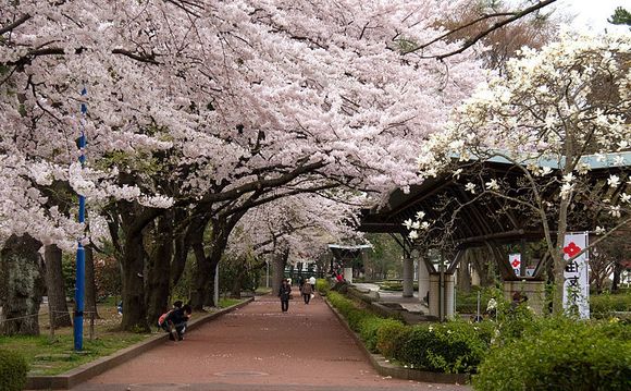 Kirsebærtrær i full blomst i Tsutsujigaoka-parken i Sendai-provinsen i Japan. Foto: Wikimedia
